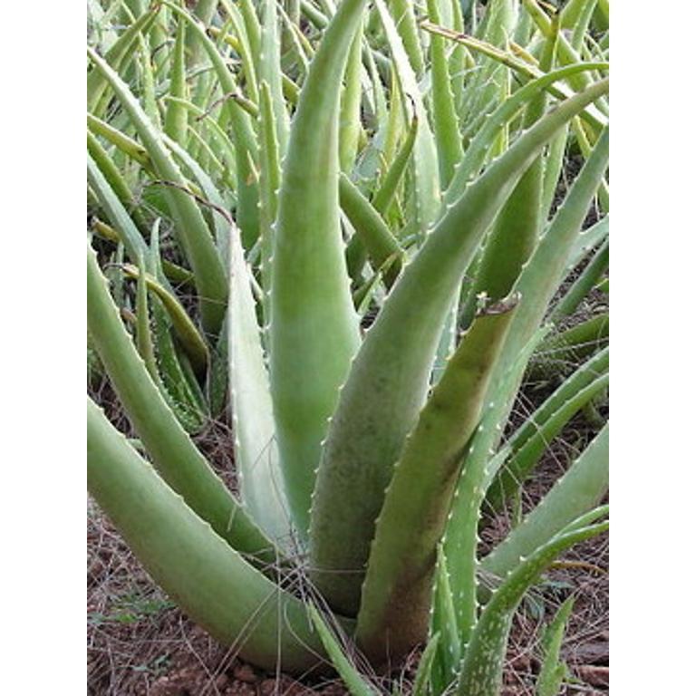 ALOE VERA - Aloe barbadensis