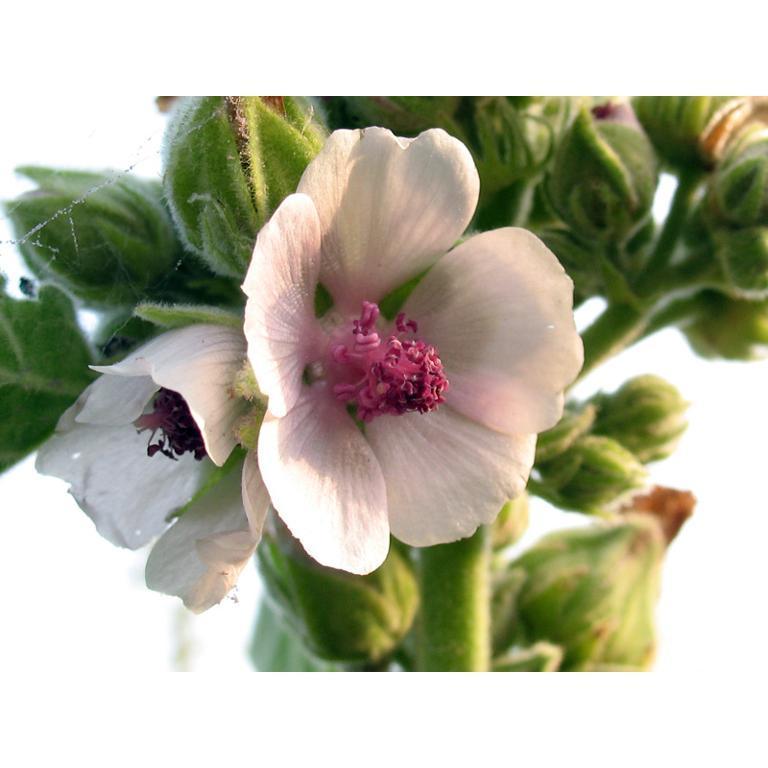 ALTEA - Althaea officinalis