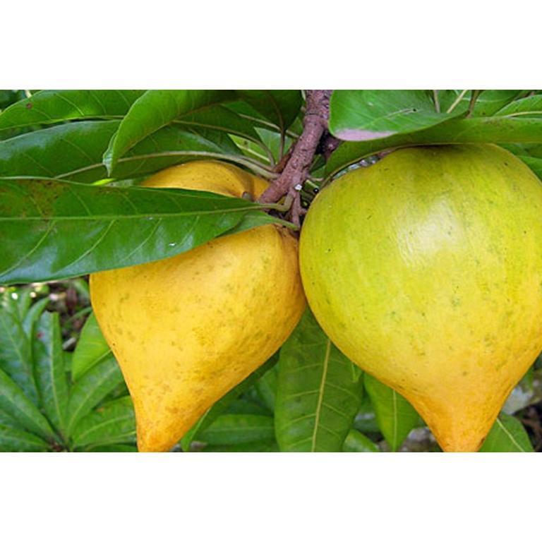 CANISTEL - Pouteria campechiana