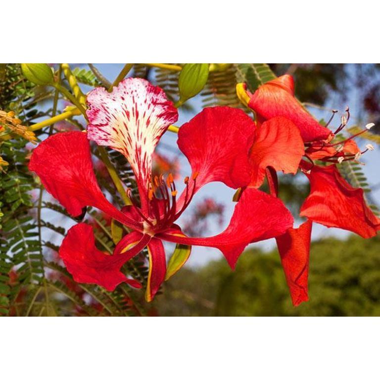 FLAMBOYANT - Delonix regia