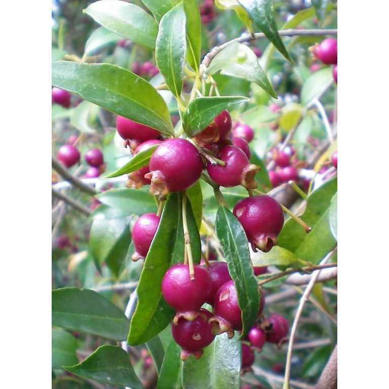 LILLI PILLI MAGENTA - Syzygium paniculatum