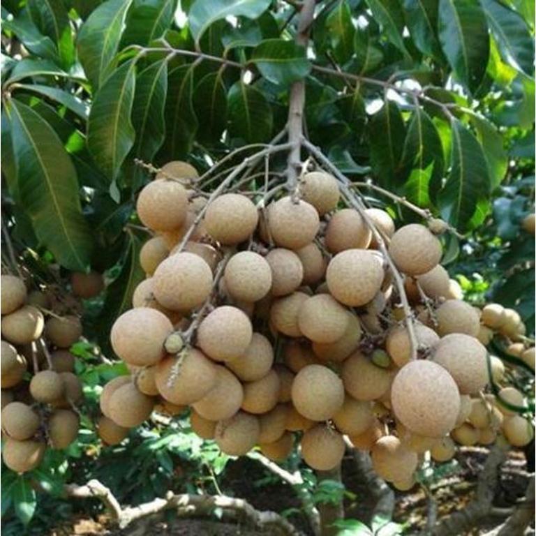 LONGAN - Dimocarpus longan