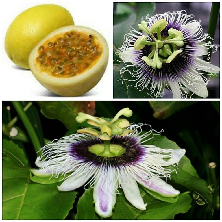 MARACUJA - Passiflora edulis 'gigante amarilla'