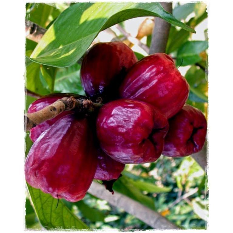 MELA D'ACQUA - Syzygium malaccense