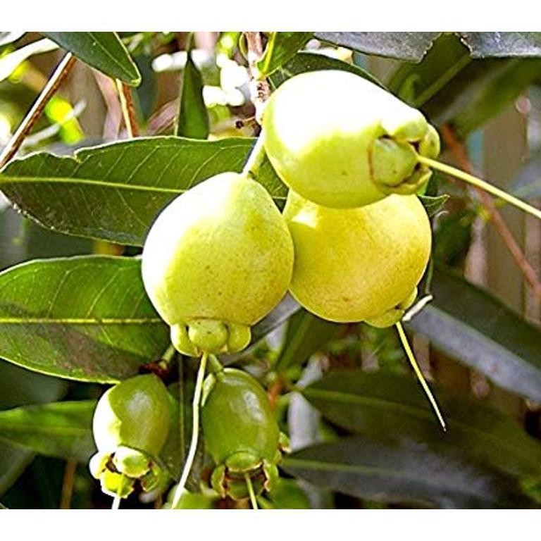 MELAROSA - Syzygium jambos