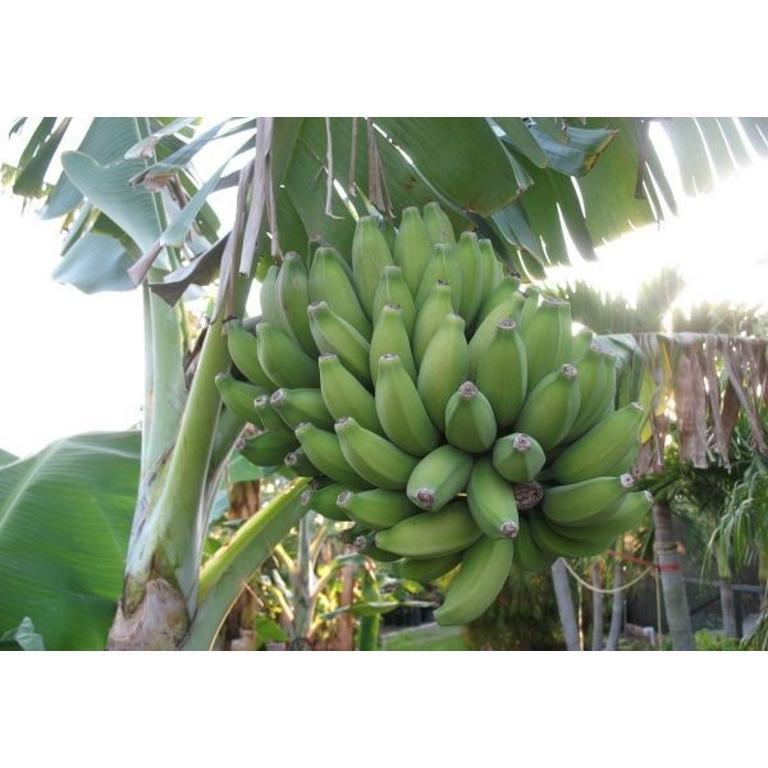 MUSA CHINICHAMPA