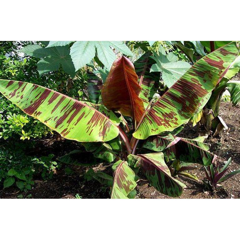 MUSA SIKKIMENSIS RED TIGER