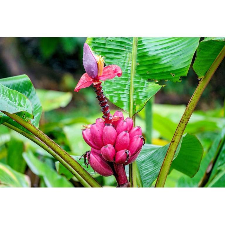 MUSA VELUTINA