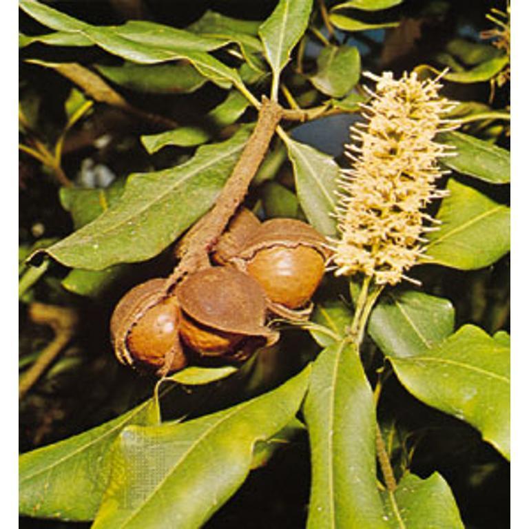 NOCE DI MACADAMIA - Macadamia integrifolia