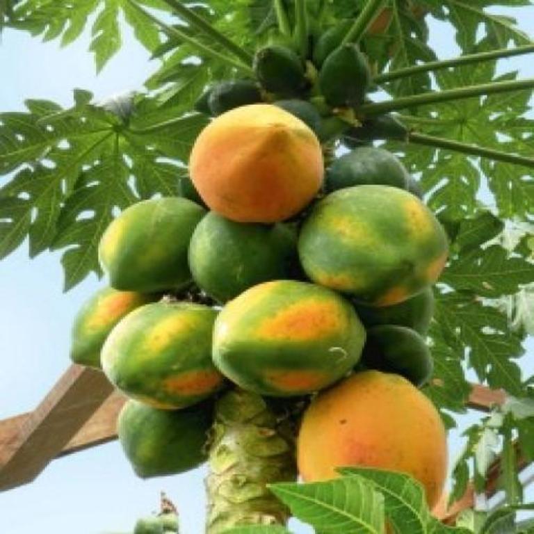 PAPAYA - Carica papaya
