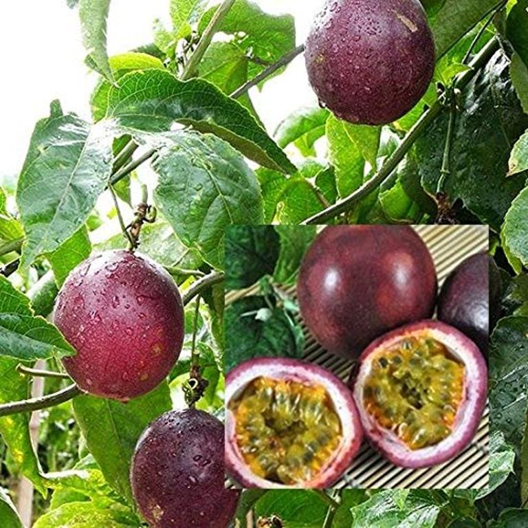 PASSION FRUIT - Passiflora edulis