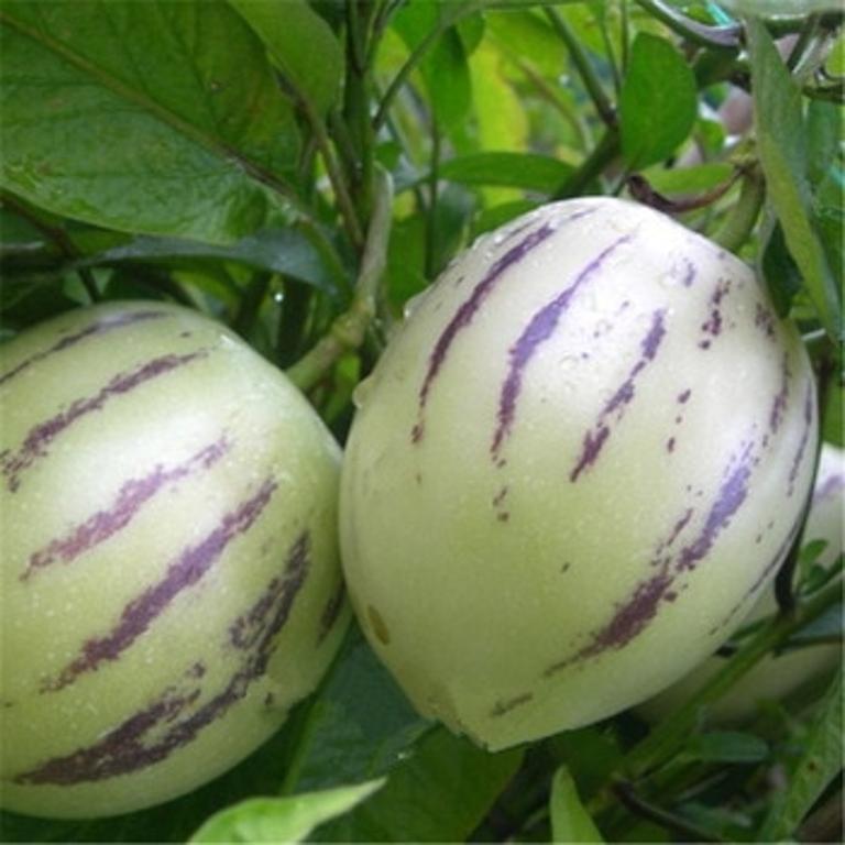 PEPINO - Solanum muricatum