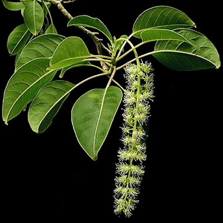 PHYTOLACCA DIOICA