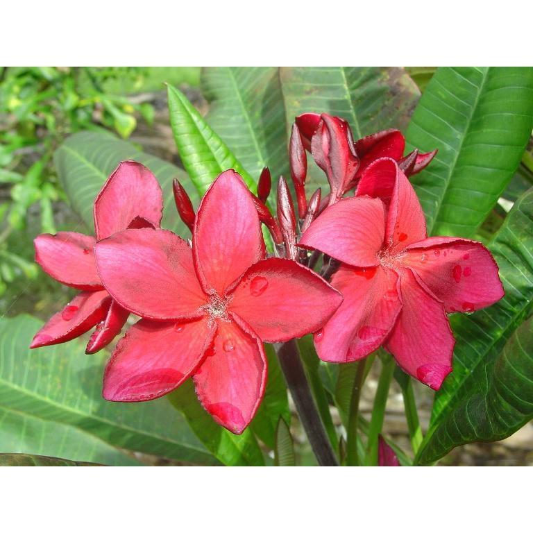 PLUMERIA RUBRA IRMA BRYAN